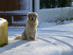 Neige sur Vieux Vy sur Couesnon
